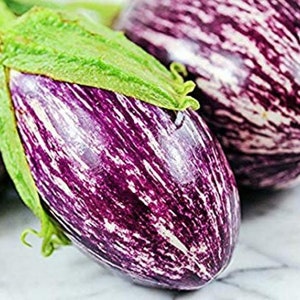 Shooting Stars eggplant 30+ fresh seeds for 2025