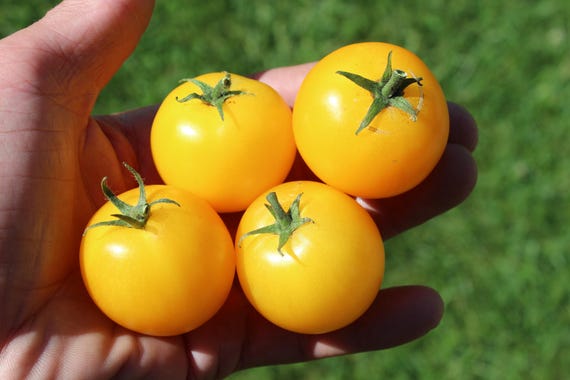 Canary Kiss Micro Dwarf Tomato 30+ Fresh Organic Seeds for the