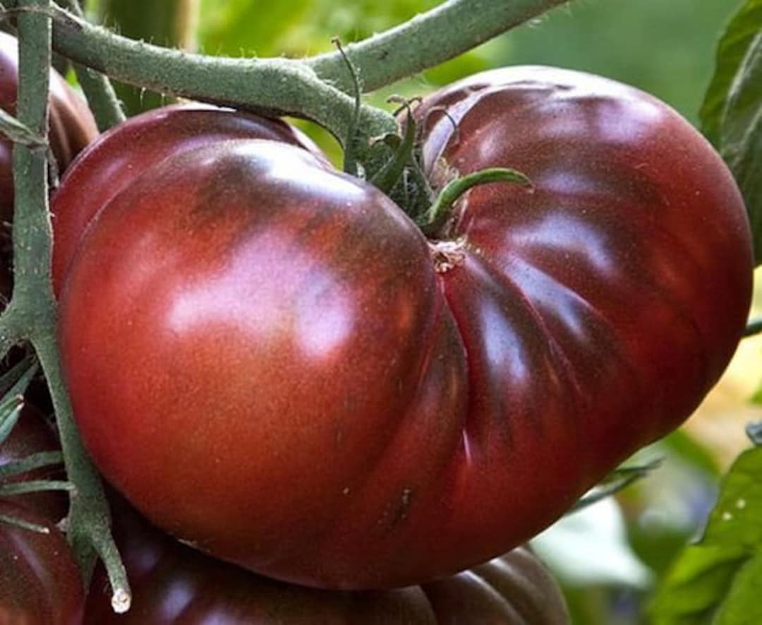 Rare Chocolate Amazon Tomato 30 Fresh Organic Seeds for the 2024 Season