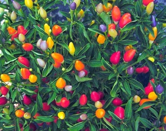 Beautiful Numex Twilight pepper  30+ fresh seeds for 2024