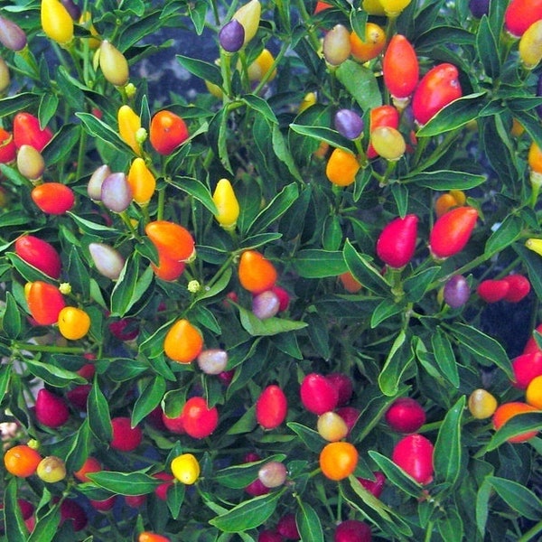 Beautiful Numex Twilight pepper  30+ fresh seeds for 2024