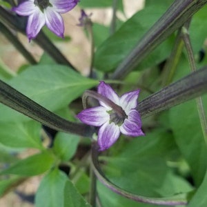 以下が含まれることがあります： 紫色の唐辛子の植物のクローズアップ。いくつかの花が咲いています。花は5枚の花びらと白い中心を持っています。植物は濃い緑色の葉と茎を持っています。