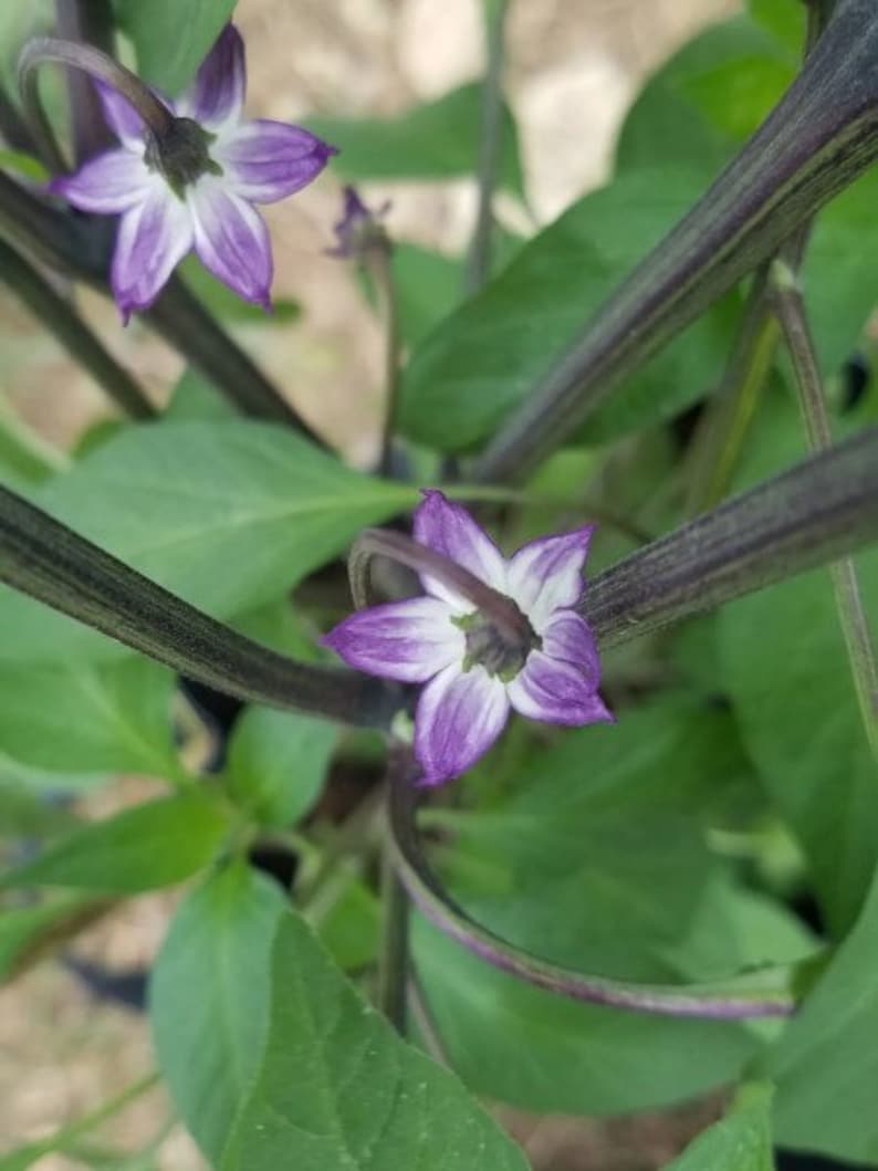 以下が含まれることがあります： 紫色の唐辛子の植物のクローズアップ。いくつかの花が咲いています。花は5枚の花びらと白い中心を持っています。植物は濃い緑色の葉と茎を持っています。
