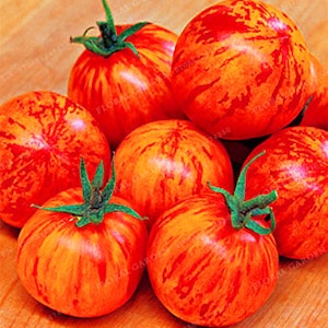 Sweet & tangy Tigerella tomato. 30+ fresh organic seeds for 2024