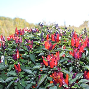Peut inclure: Gros plan sur un buisson avec des piments rouges et violets. Les piments poussent en grappes sur les branches du buisson. Le buisson est dans un jardin.