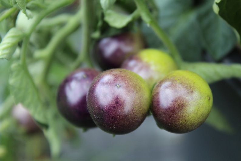 Inkspot Micro Dwarf Tomato. 30 Fresh Seeds for the 2023 - Etsy