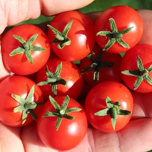 Pinocchio Red Micro Dwarf 30+ frische Samen für 2025