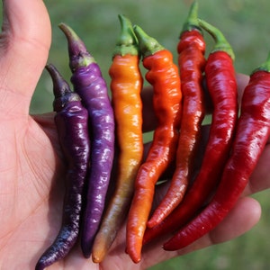 Buena Mulata pepper 30+ fresh organic seeds for 2025