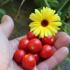 以下が含まれることがあります： 手のひらに、赤いトマトがいくつかと、茶色の芯を持つ黄色い花が1輪置かれている