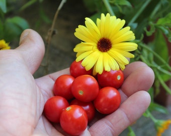 Micro Tina Dwarf tomato 30+ fresh seeds for the 2024 season