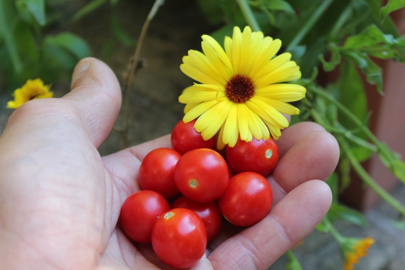 Micro Tina Dwarf tomato 30 fresh seeds for the 2024 season image 1