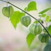 Inca Berry 60+ Freshly Harvested Seeds for the 2026 Season - Etsy