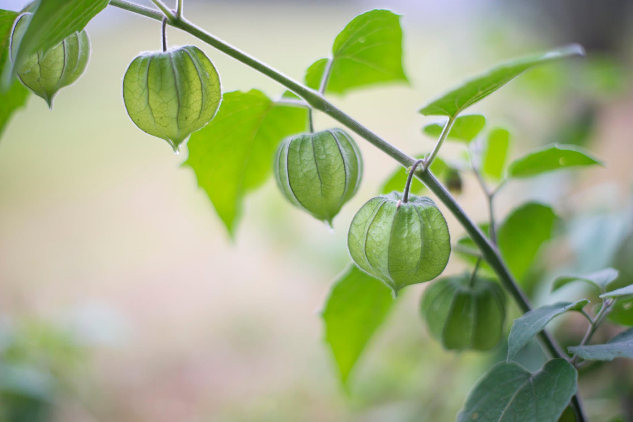 Inca Berry 60+ Freshly Harvested Seeds for the 2026 Season - Etsy