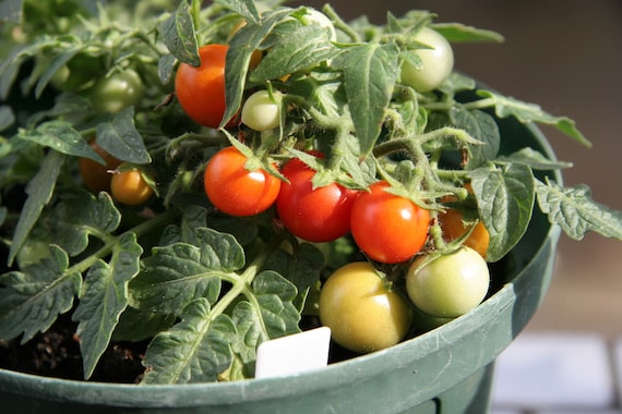 Micro Tom (worlds Smallest Tomato) 30+ Fresh Seeds for the 2026