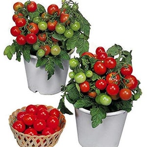 Puede incluir: Dos plantas de tomate en maceta con tomates rojos y verdes. Las plantas est&aacute;n en macetas blancas y est&aacute;n sobre una superficie blanca. Hay una cesta de tomates rojos en primer plano.