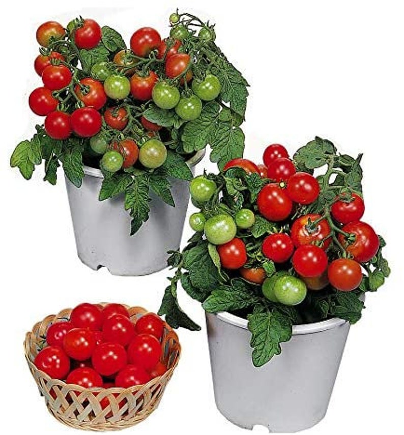 Puede incluir: Dos plantas de tomate en maceta con tomates rojos y verdes. Las plantas est&aacute;n en macetas blancas y est&aacute;n sobre una superficie blanca. Hay una cesta de tomates rojos en primer plano.