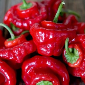 Red Mushroom Pepper 30+ fresh seeds for 2025
