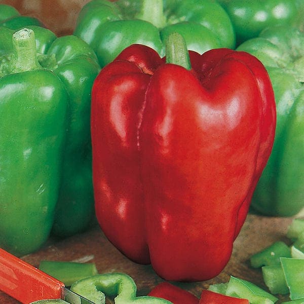 Ozark Giant sweet pepper 30+ fresh seeds for 2024