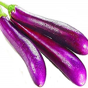 Melanzane viola lunghe 30+ semi biologici freschi per il 2025