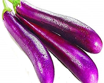 Long Purple Eggplant 30+ fresh organic seeds for 2024