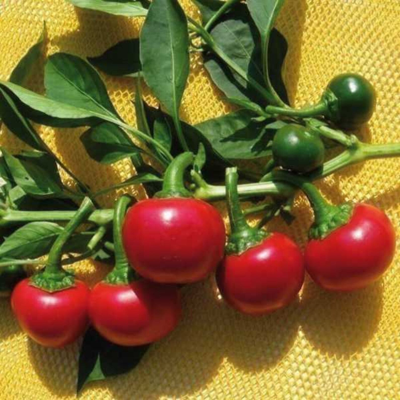 Satans Kiss Hot Pepper 30 fresh organic seeds for the 2021 Etsy
