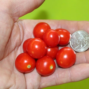 Micro Tina Dwarf tomato 30 fresh seeds for the 2024 season image 10