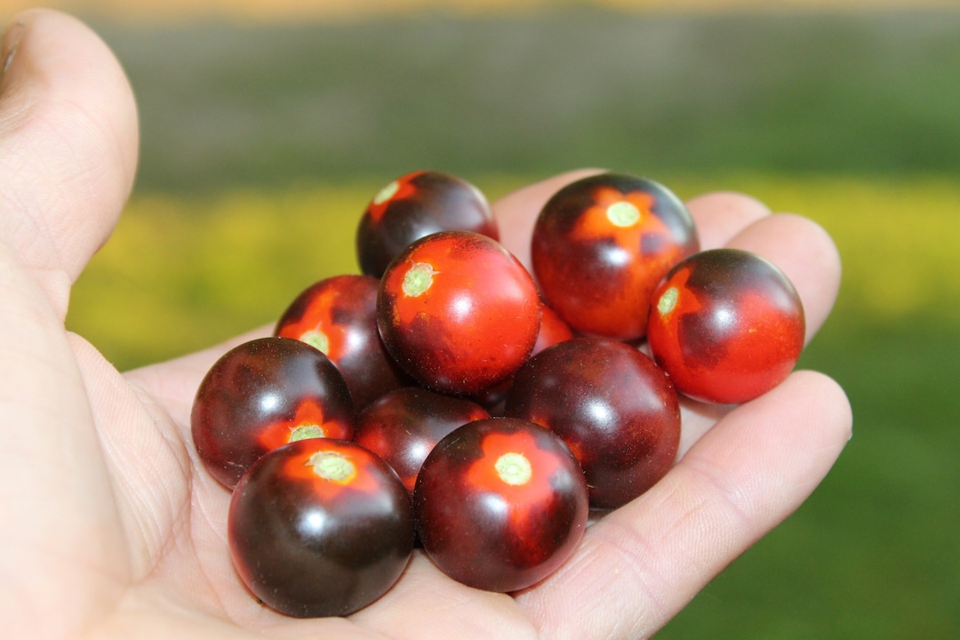 Inkspot Micro Dwarf Tomato. 30 Fresh Seeds for the 2023 - Etsy