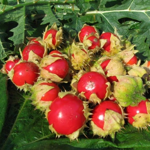 Litchi Tomato  30+ fresh organic seed for 2025