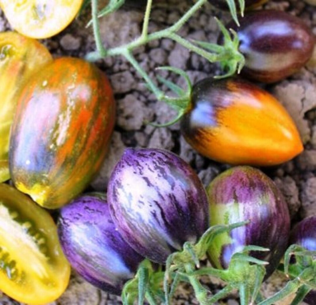 Brad's Atomic Grape Tomato 30 Fresh Seeds for 2024 Etsy