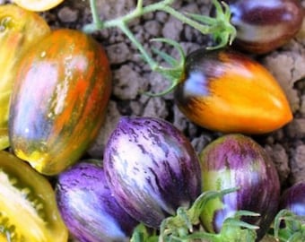 Brad's Atomic Grape-tomaat 30+ verse zaden voor 2026