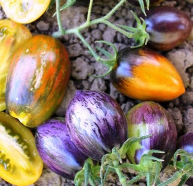 Brad's Atomic Grape Tomato 30 Fresh Seeds for 2023 Etsy