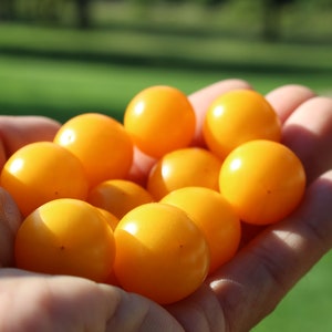 Jochalos micro dwarf tomato  30+ fresh seeds for 2025