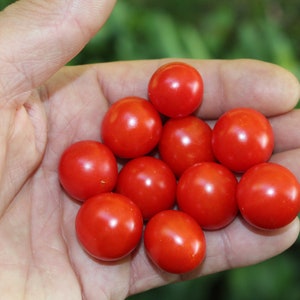 Micro Tina Dwarf tomato 30 fresh seeds for the 2024 season image 7