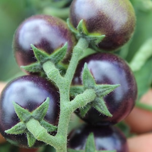 Inkspot Micro Dwarf Tomato. 30 Fresh Seeds for the 2023 - Etsy