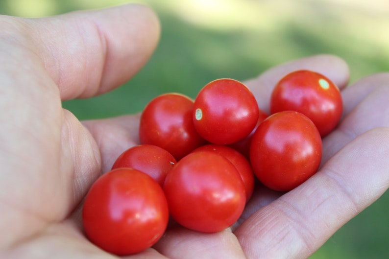 Micro Tina Dwarf tomato 30 fresh seeds for the 2024 season image 4