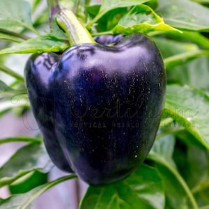 Midnight Dreams Paprika 30+ frische Samen für 2025