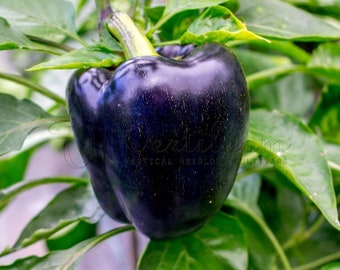 Midnight Dreams sweet pepper 30+ fresh seeds for 2024