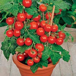 May include: A potted tomato plant with many red ripe tomatoes growing on it. The plant is in a terracotta pot and is surrounded by green leaves.
