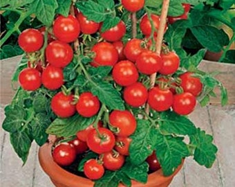 Red Robin Dwarf cherry tomato. 40+ fresh seeds for the 2024 season