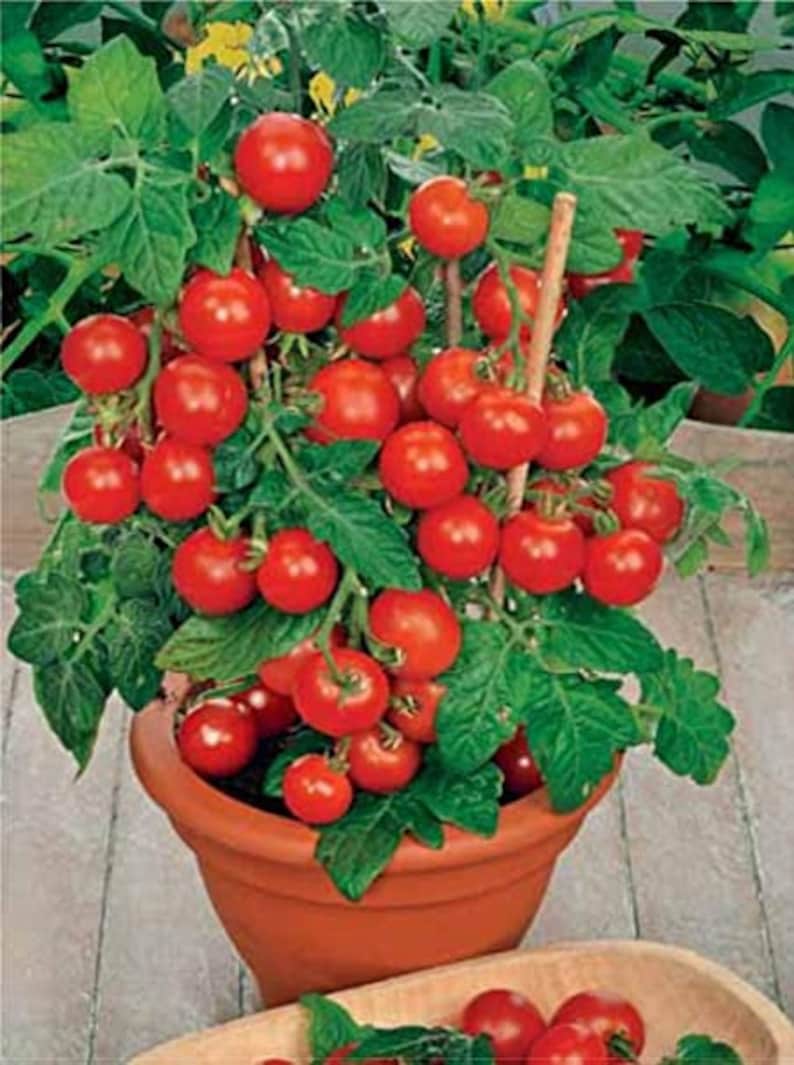 Puede incluir: Una planta de tomate en maceta con muchos tomates rojos maduros creciendo en ella. La planta est&aacute; en una maceta de terracota y est&aacute; rodeada de hojas verdes.