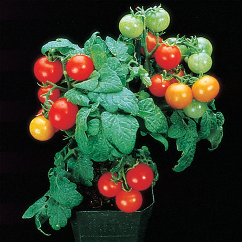 Puede incluir: Una planta de tomate en maceta con hojas verdes y tomates rojos, naranjas y amarillos.