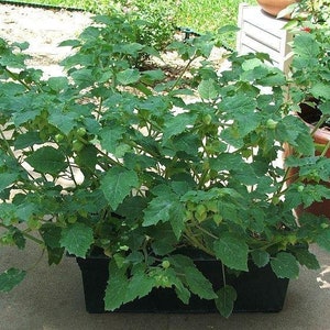 Pineapple Ground Cherry (tasty) 60+ fresh organic seeds for 2026 image 2