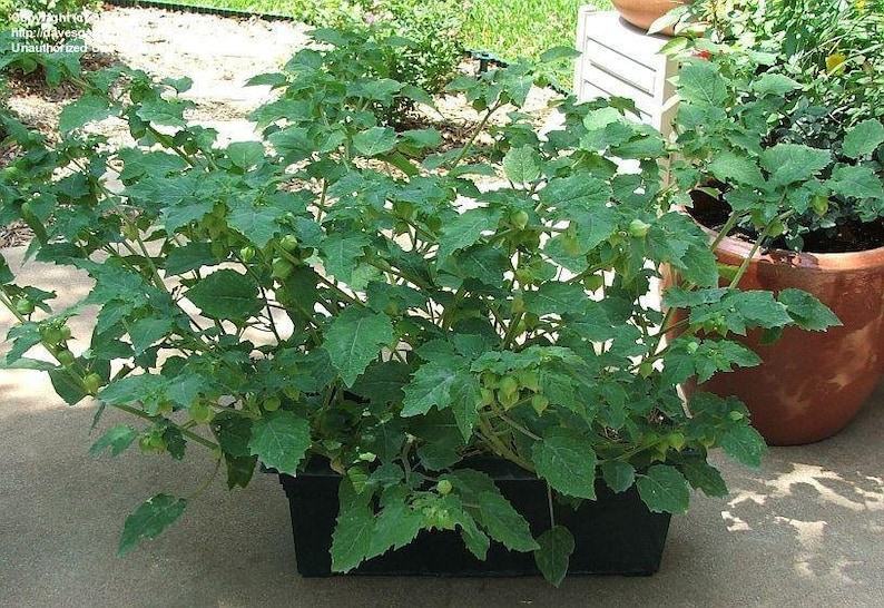Pineapple Ground Cherry (tasty) 60+ fresh organic seeds for 2026 image 2