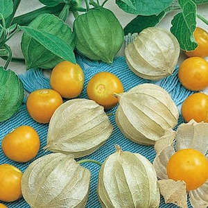 Aunt Molly's Ground Cherry (delicious) 60+ fresh organic seeds for 2026