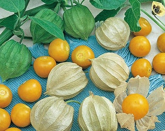 Aunt Molly's Ground Cherry (delicious) 60+ fresh organic seeds for 2026