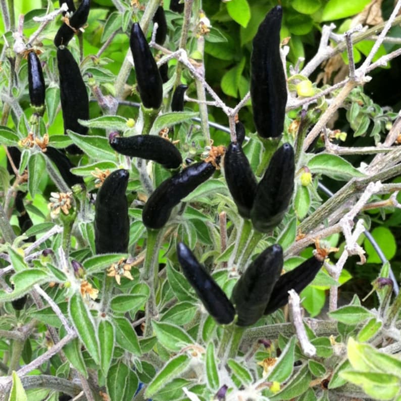 Goats Weed Rare Hot Pepper. 30 Fresh Organic Seeds for 2023 Etsy