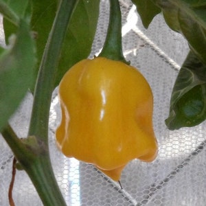 Trinidad Perfume pepper. 30 fresh organic seeds for the 2024 season. image 6