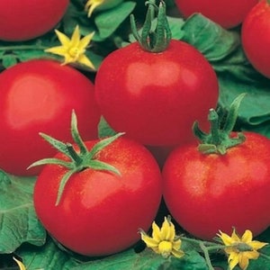 Moneymaker tomato 40+ fresh organic seeds for 2025
