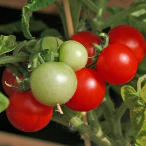 Puede incluir: Primer plano de tomates rojos y verdes creciendo en una vid. Los tomates est&aacute;n maduros y listos para ser recogidos.