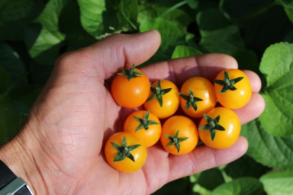 アズテック ゴールド マイクロ ドワーフ トマト 2025 年向け 30 個以上